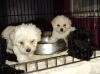 hermosos cachorros Poodle toy