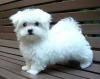 Order maltese puppy