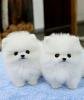 hermosos cachorros pomerania disponibles